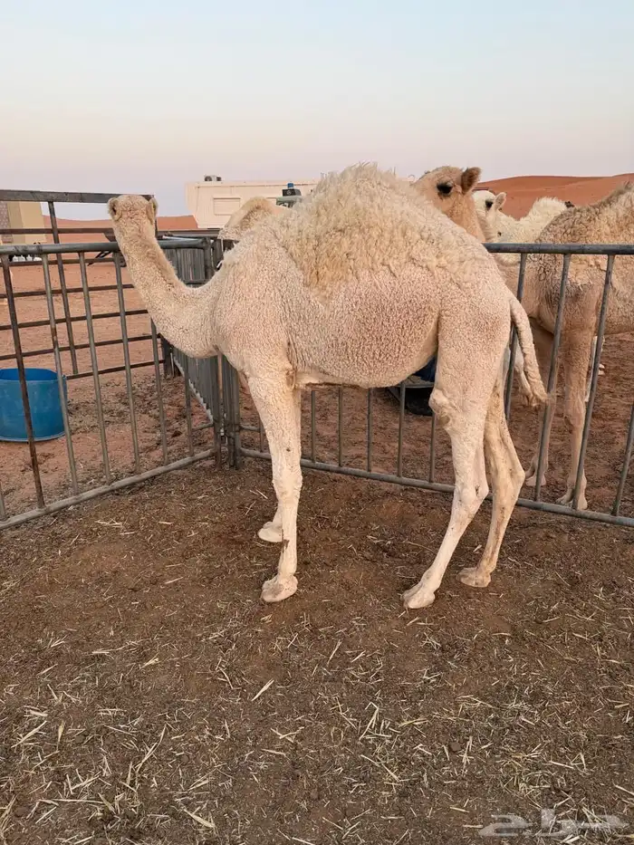 بكار للبيع 2 حقه ومفروده للبيع لحم او مقنوي 2