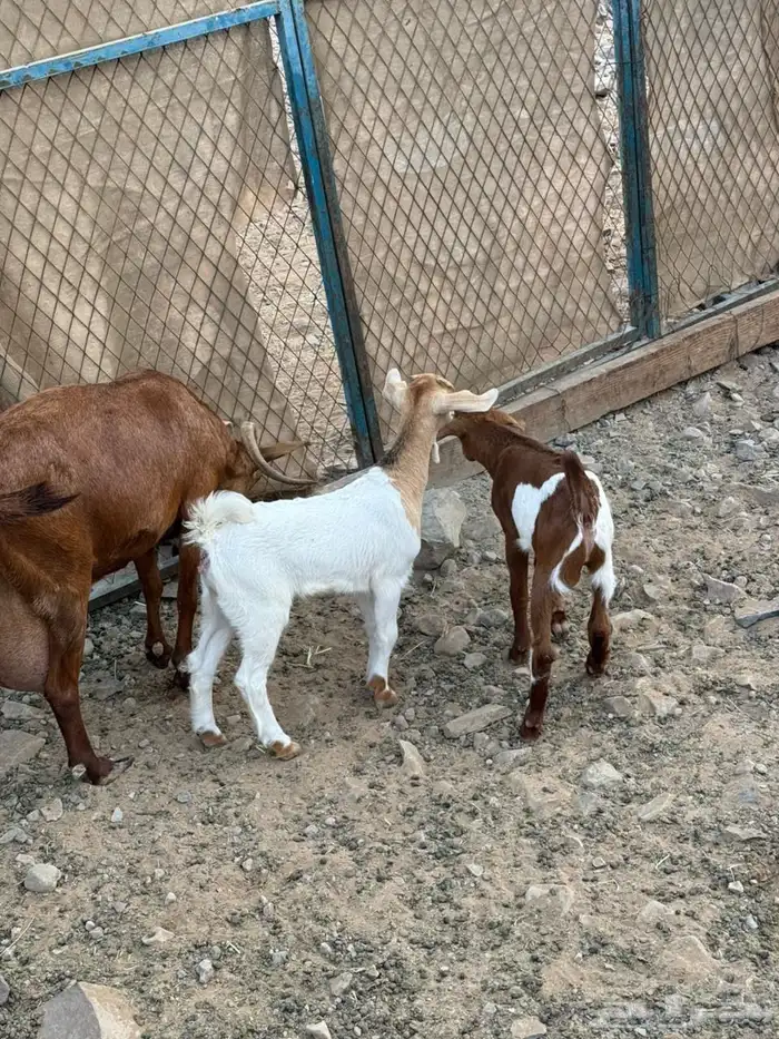 عرض وبيع شاه محايليه معها جفره وتيس 1