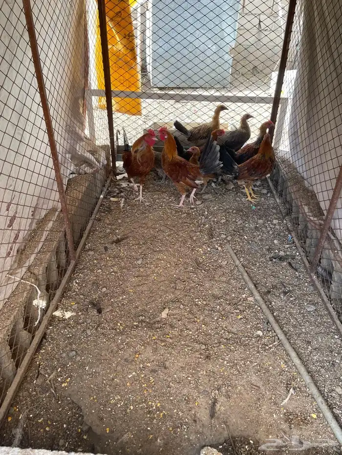 سلام اعرض لكم ديكه 5 حبات كفو دجاج 0