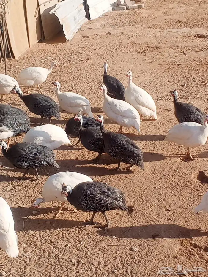 دجاج عربي وحبشي ووز عراقي في الجلة 2