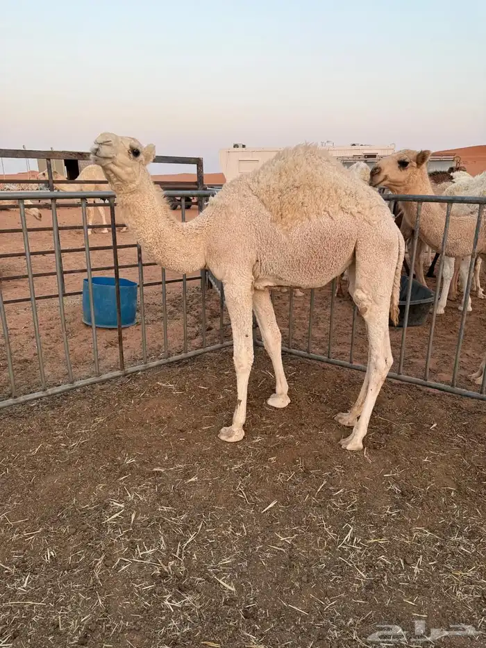 بكار للبيع 2 حقه ومفروده للبيع لحم او مقنوي 5