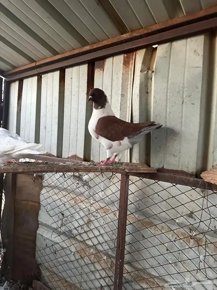 حمام منتج شرط 0