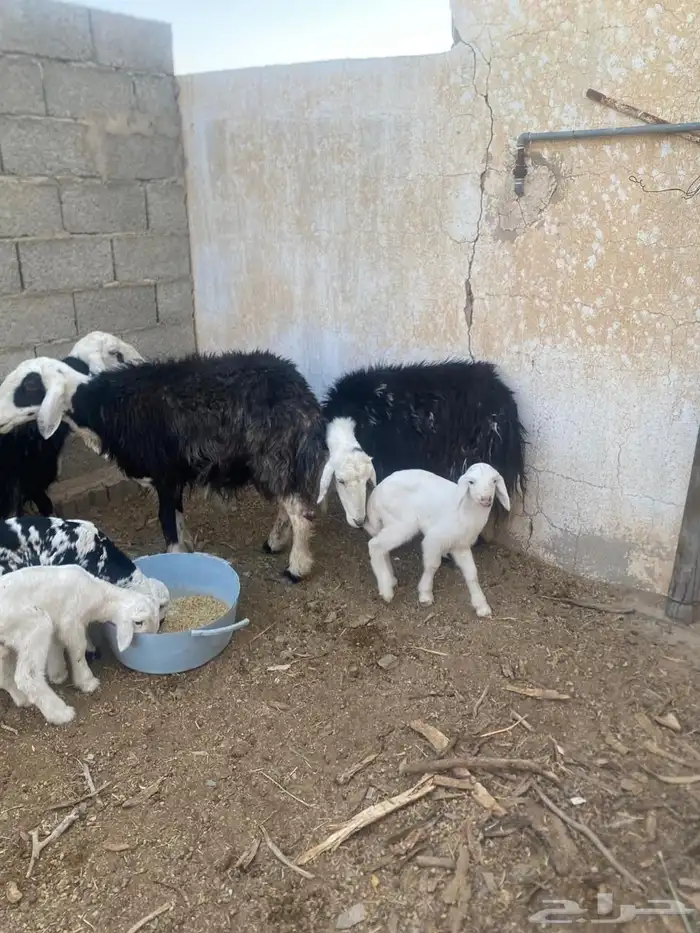 للبيع اغنام 0