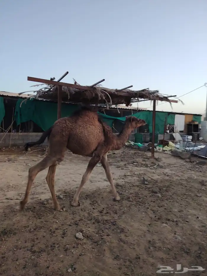 بكرة عمره 6 شهور لباني 0