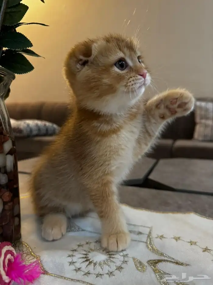 قطط سكوتش بجدة 4