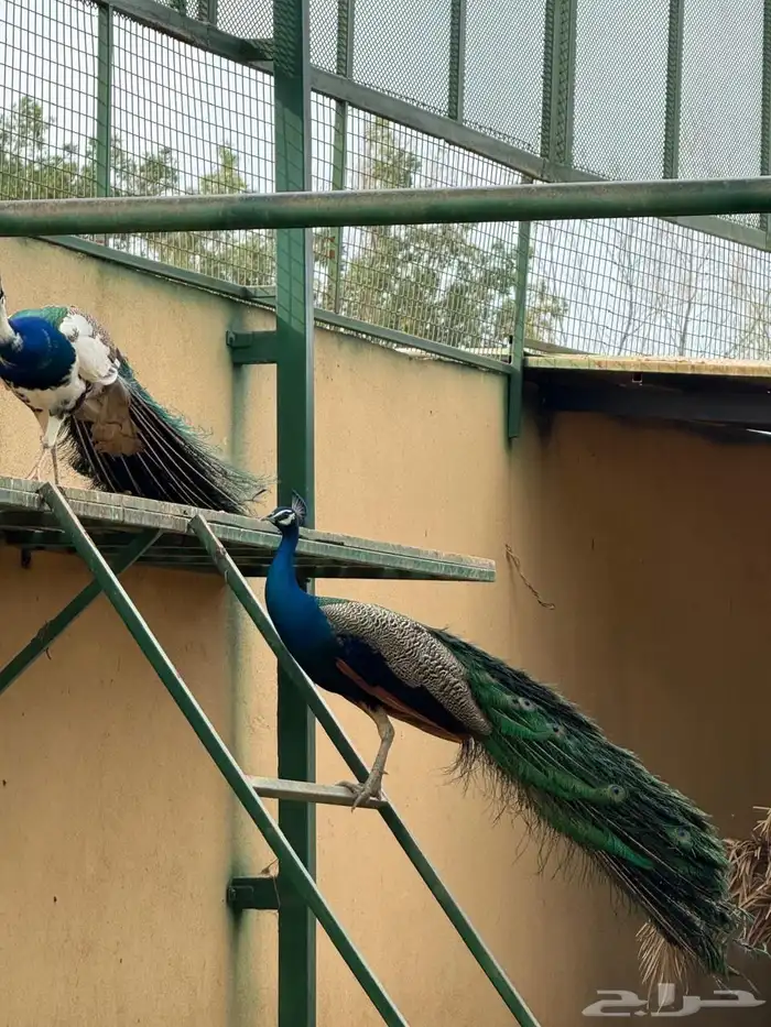 وز بلغاري وبلدي فاخر 11