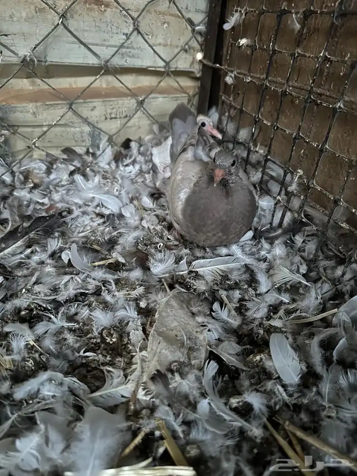 حمام منتج شرط 7