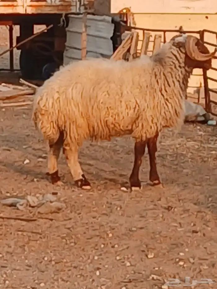 خروف للبيع 2