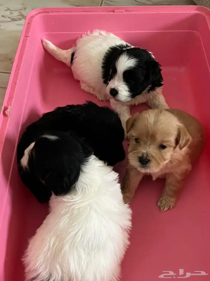 كلاب مالتيز حديثة الولادة للبيع 0