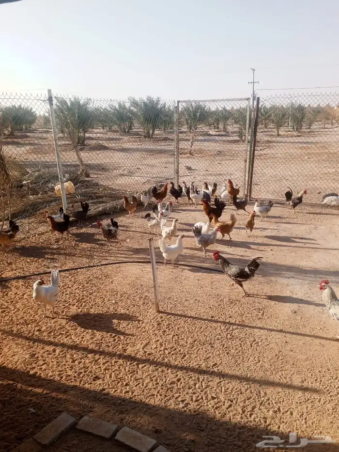 دجاج عربي وحبشي ووز عراقي في الجلة 3