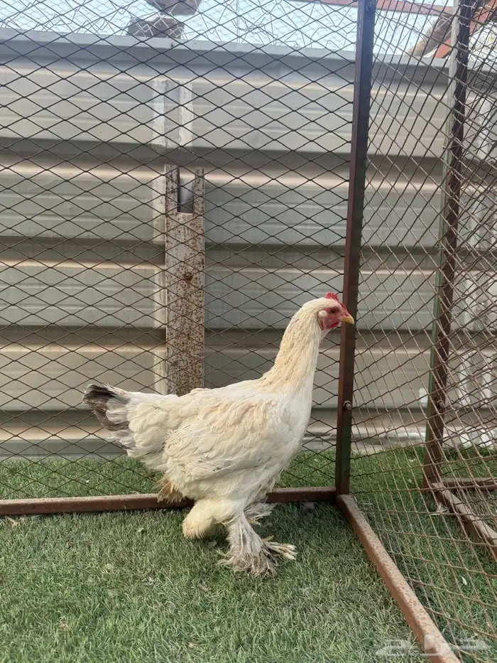 للببع دجاجه امريكي 1