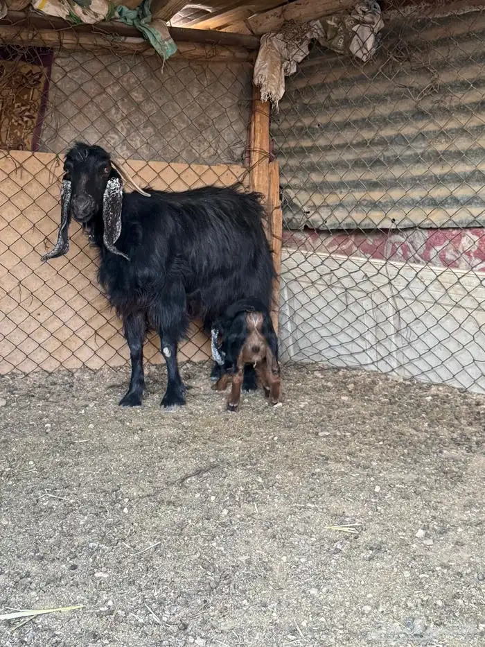 عنزين كل وحده تحتها واحد 0