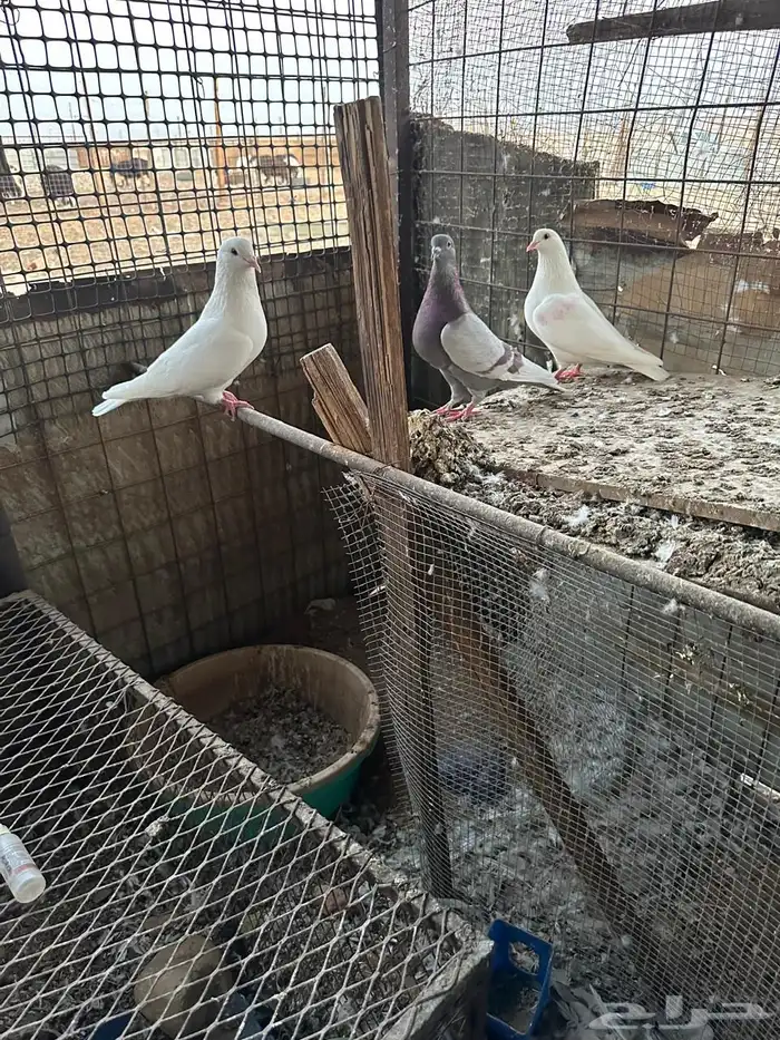 حمام منتج شرط 3