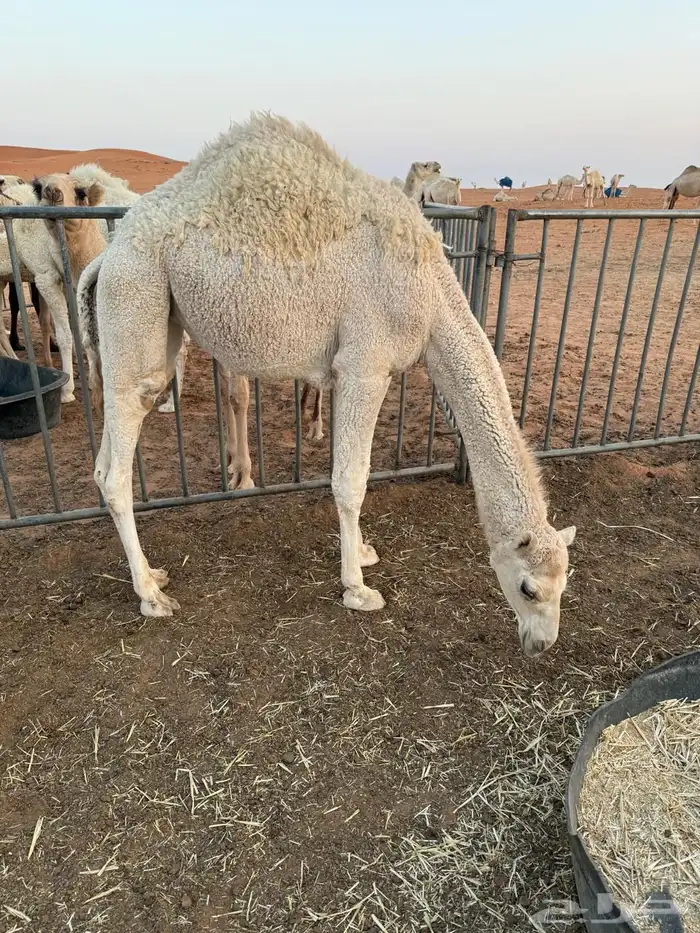 بكار للبيع 2 حقه ومفروده للبيع لحم او مقنوي 1