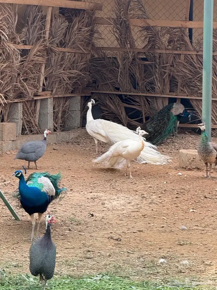 وز بلغاري وبلدي فاخر 8