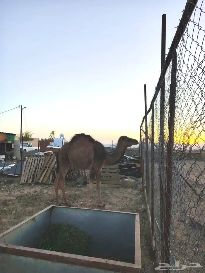 بكرة عمره 6 شهور لباني 2