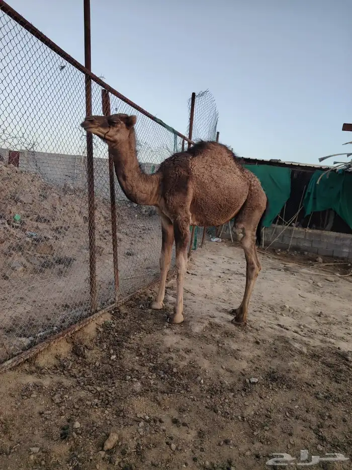 بكرة عمره 6 شهور لباني 1