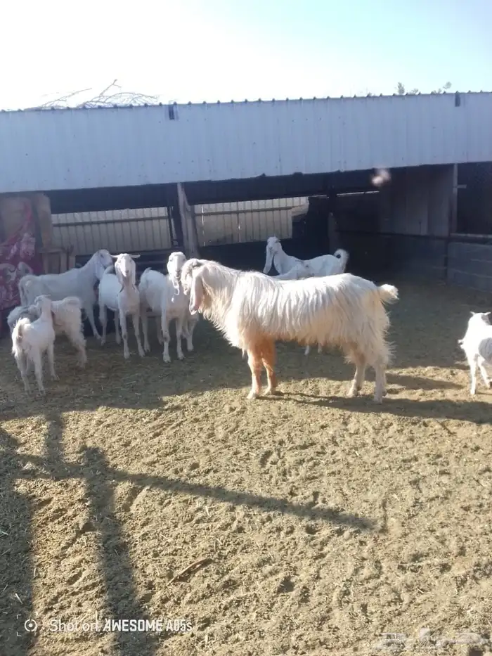 ماعز بيشيه للبيع 0