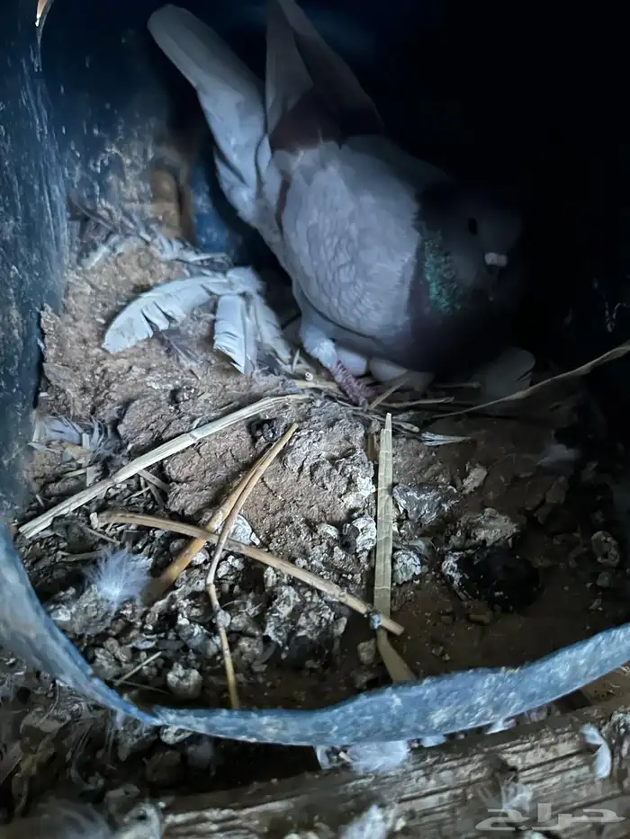 حمام منتج شرط 6