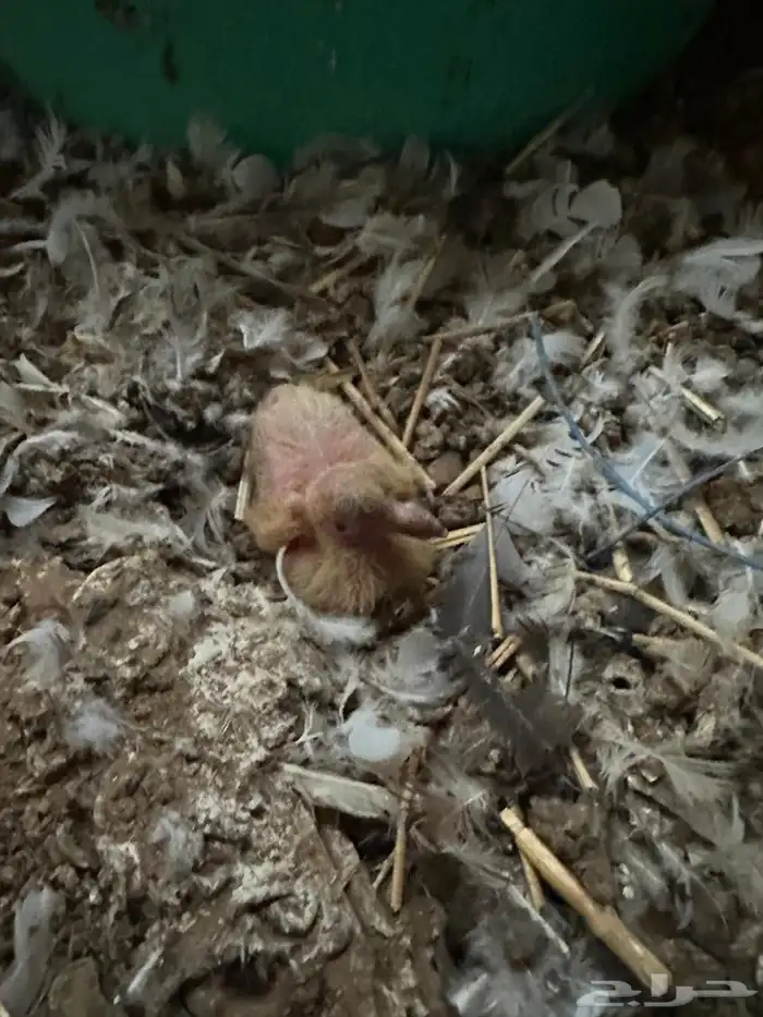 حمام منتج شرط 4