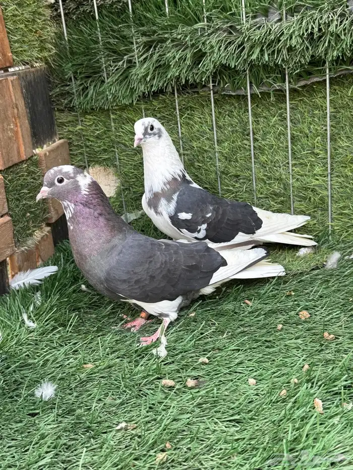 حمام قطيفي 1