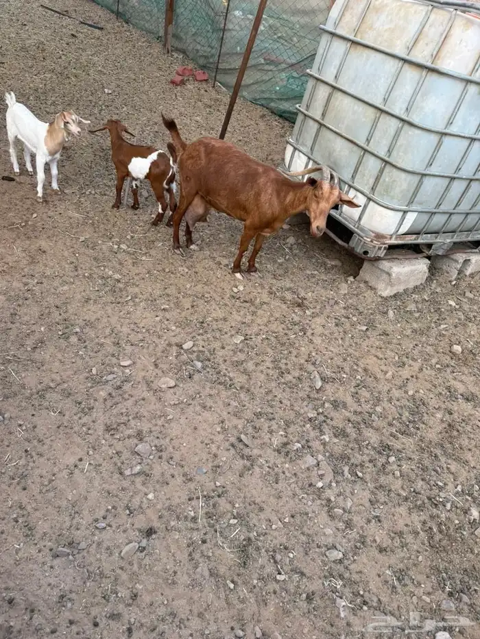 عرض وبيع شاه محايليه معها جفره وتيس 3