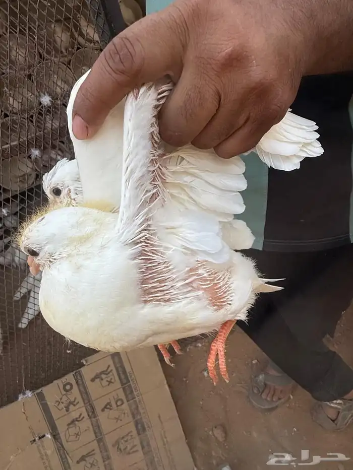 زغاليل فرنسي 0