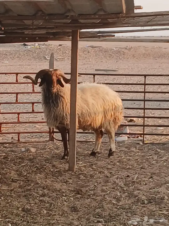 خروف للبيع 1