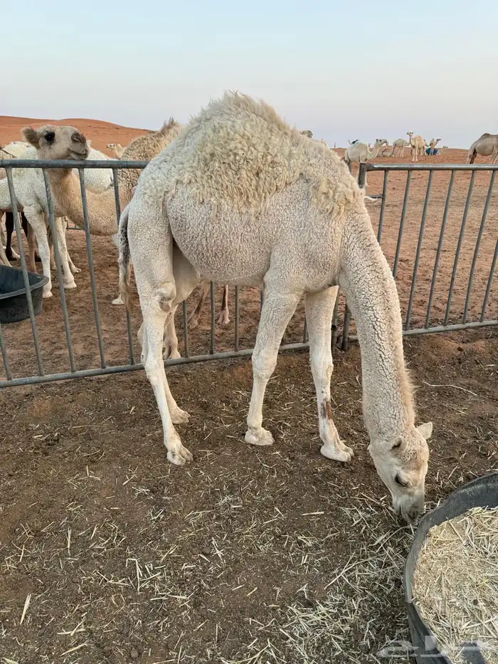 بكار للبيع 2 حقه ومفروده للبيع لحم او مقنوي 0