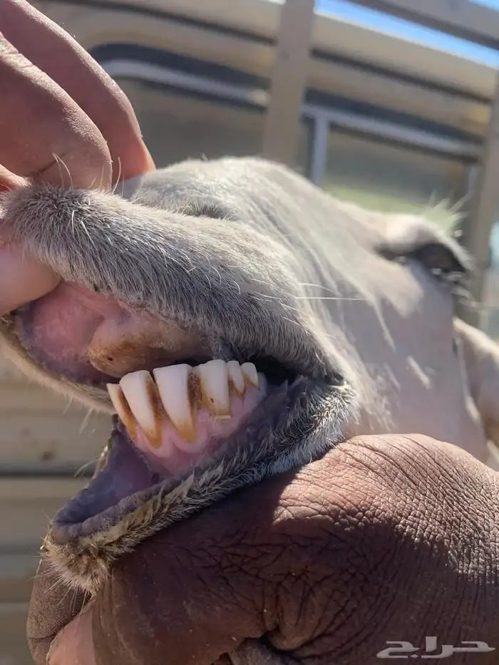 شاه رباع مابعد ولدة فل جايه من البر اليوم تاصل ان شاءالله 1