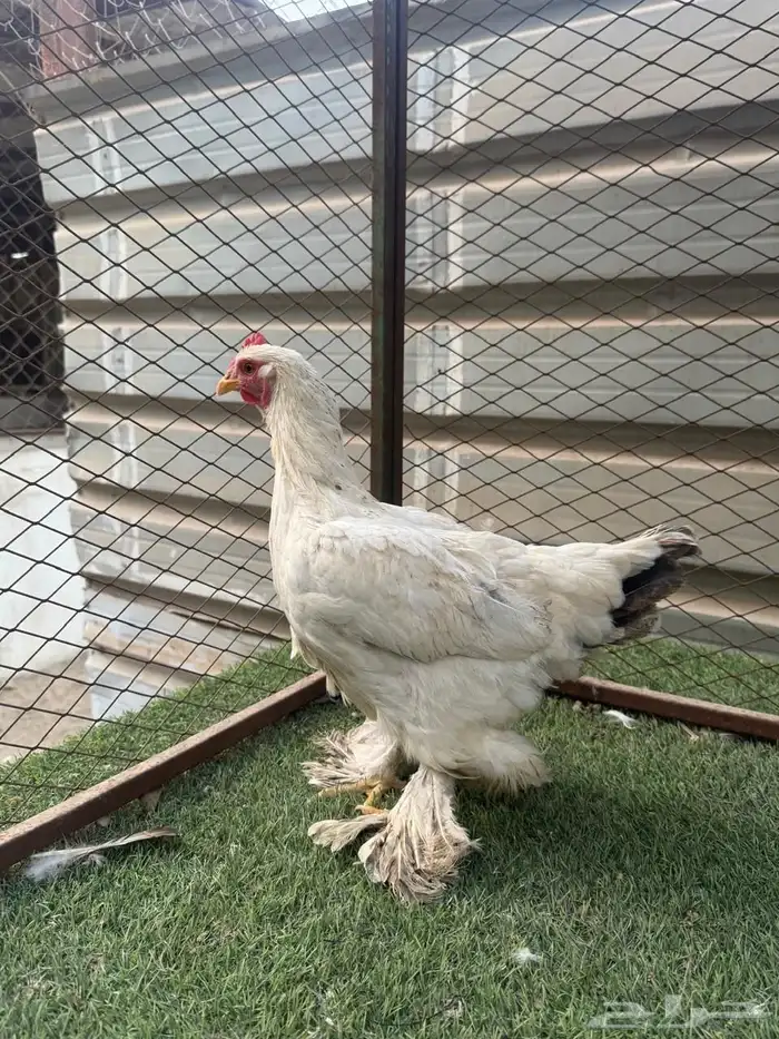 للببع دجاجه امريكي 2