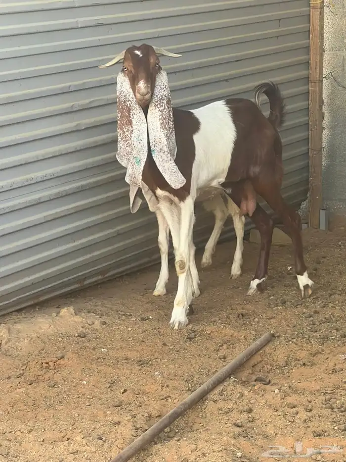 عنز هولنديه تحتها جفر 1