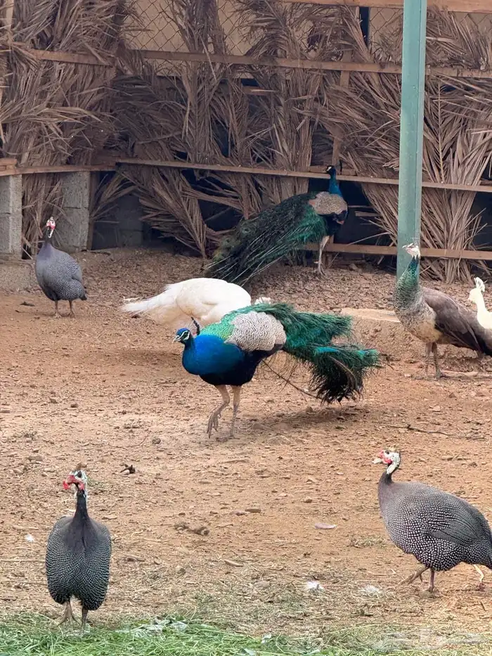 وز بلغاري وبلدي فاخر 14