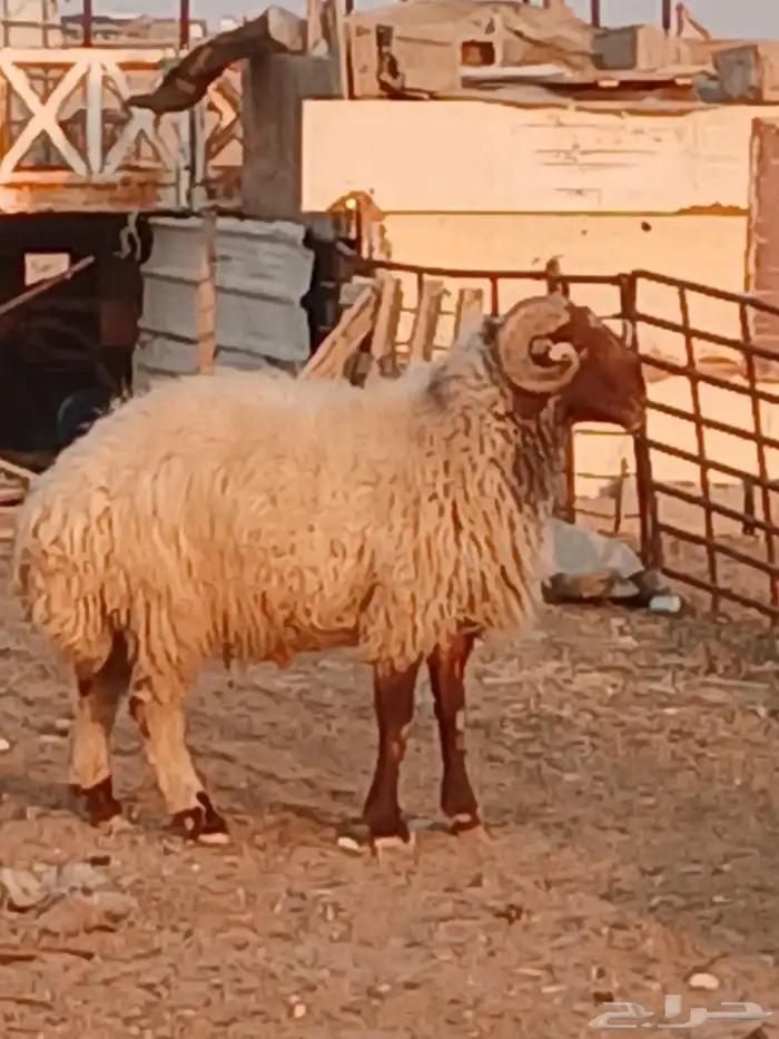 خروف للبيع 0