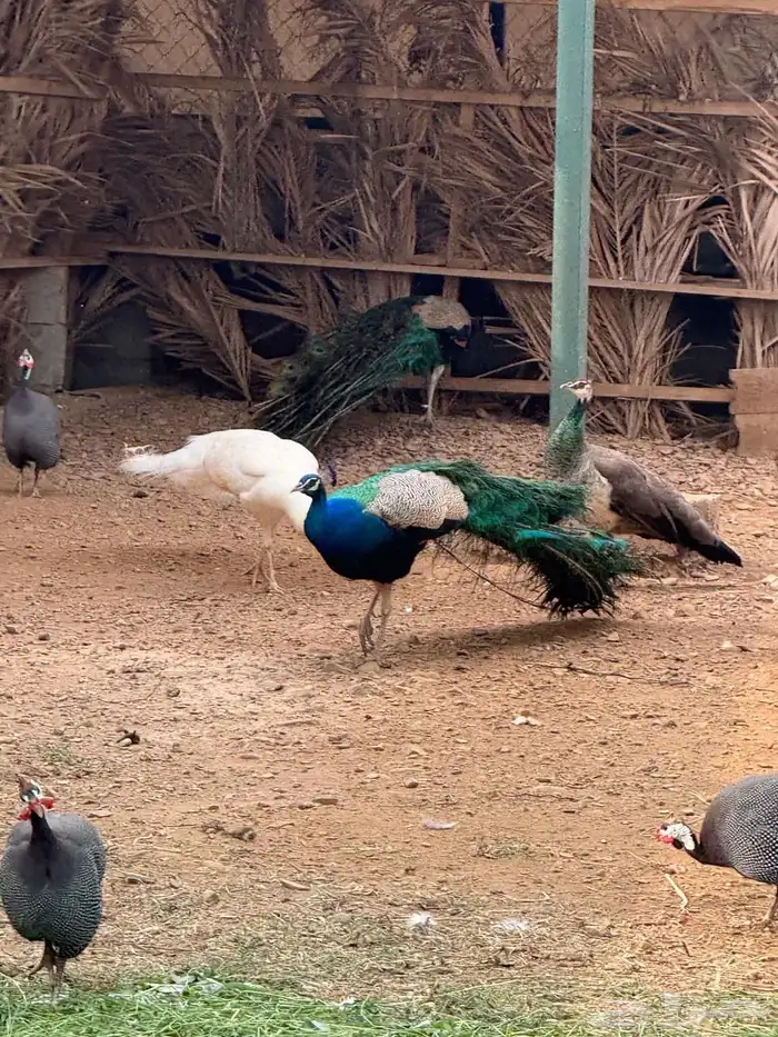 وز بلغاري وبلدي فاخر 13