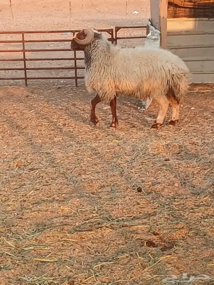 خروف للبيع 3