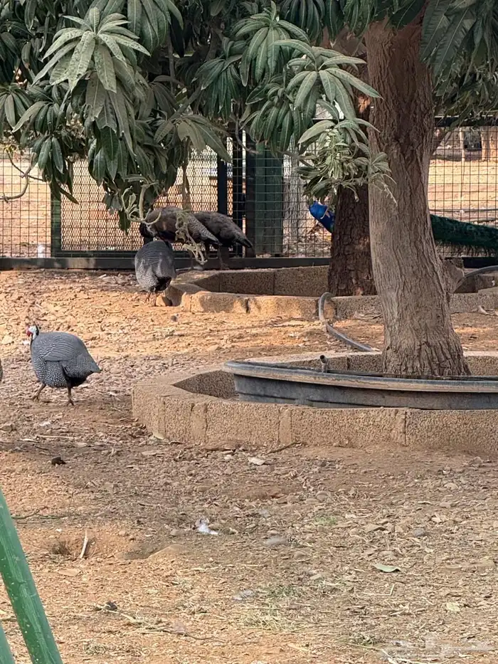 وز بلغاري وبلدي فاخر 7