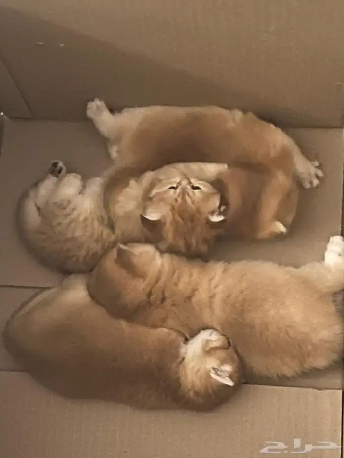 سكوتش قولد للبيع 4