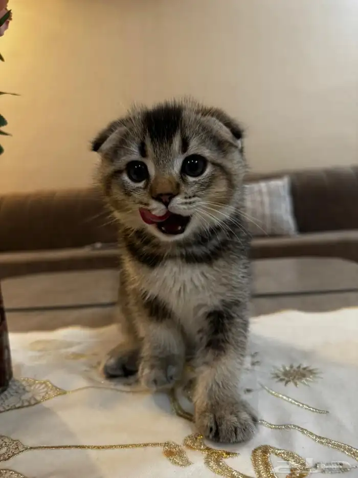 قطط سكوتش بجدة 2