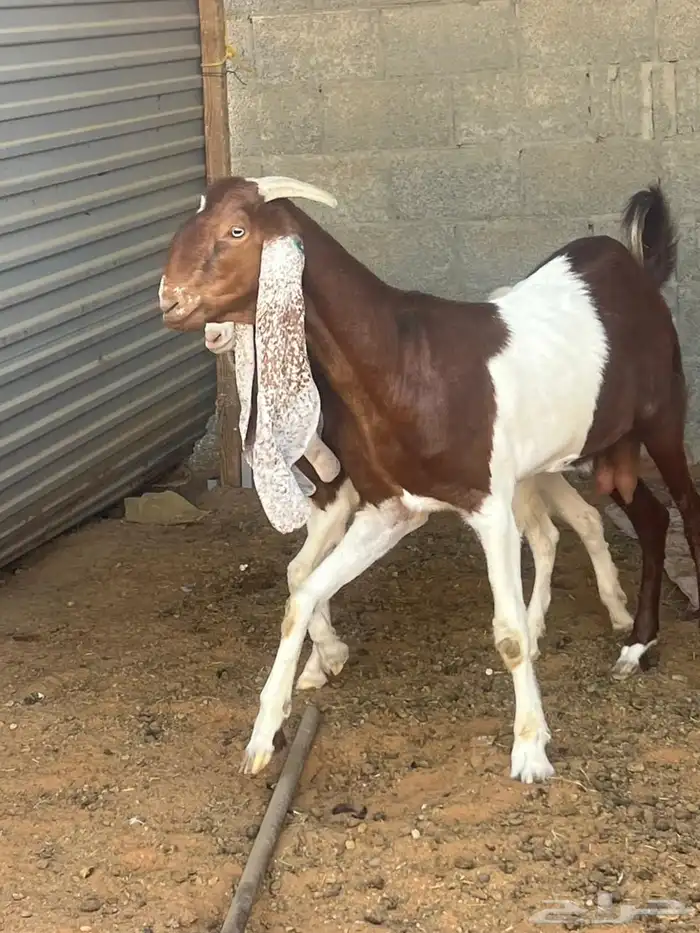 عنز هولنديه تحتها جفر 2