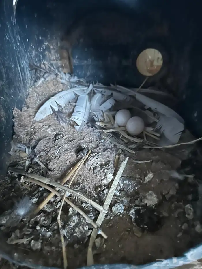 حمام منتج شرط 1