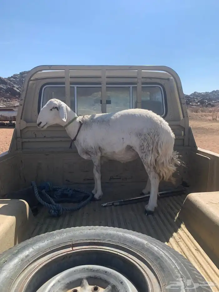 شاه رباع مابعد ولدة فل جايه من البر اليوم تاصل ان شاءالله 0