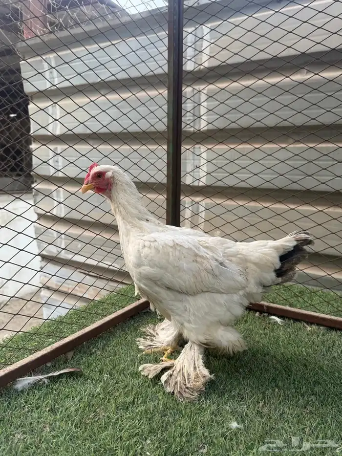 للببع دجاجه امريكي 0
