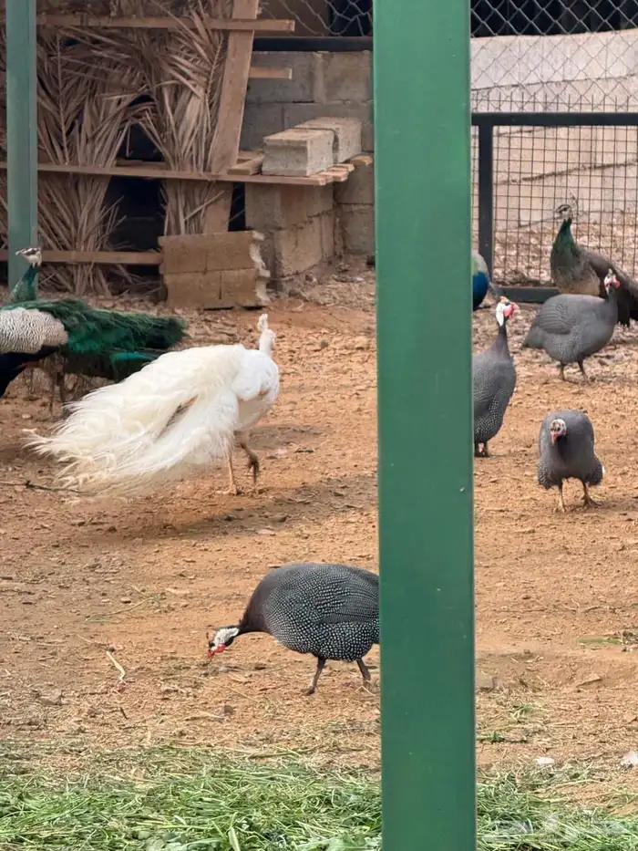 وز بلغاري وبلدي فاخر 12