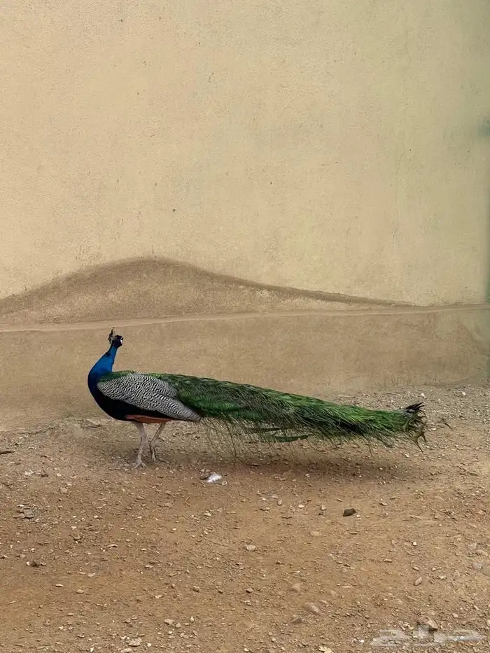 وز بلغاري وبلدي فاخر 10