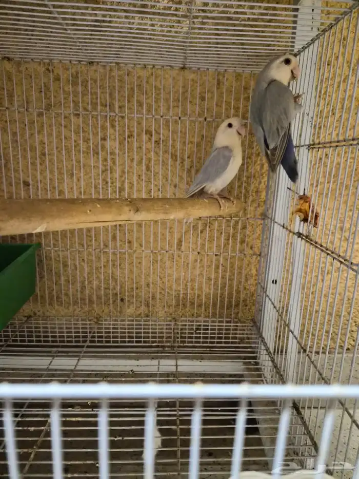 جوز من طيور الروز 0