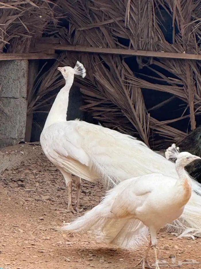 وز بلغاري وبلدي فاخر 9