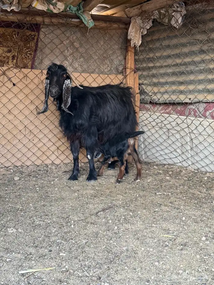 عنزين كل وحده تحتها واحد 1