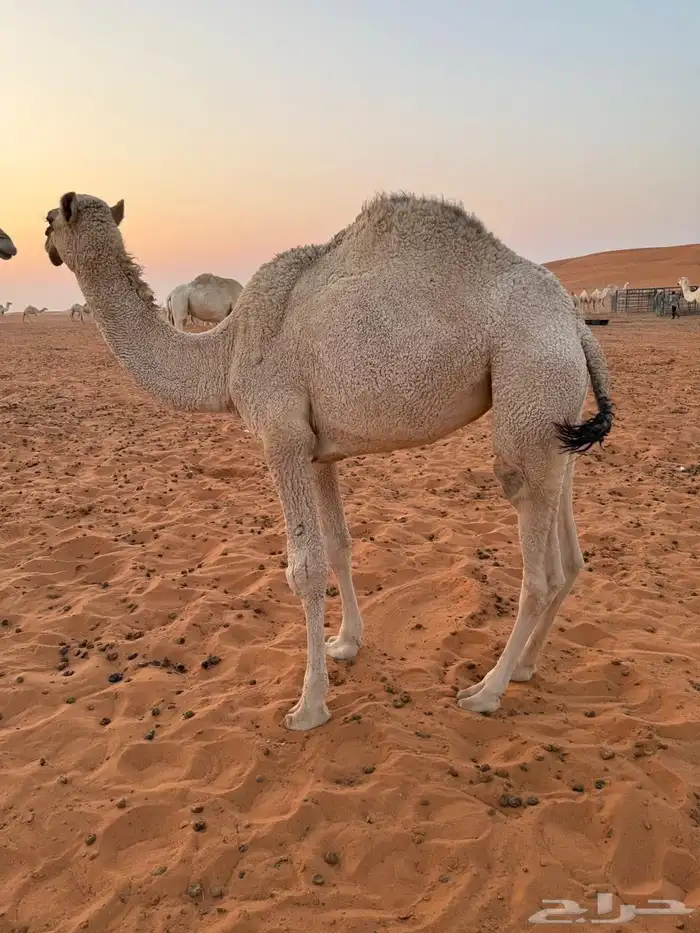 بكار للبيع 2 حقه ومفروده للبيع لحم او مقنوي 4