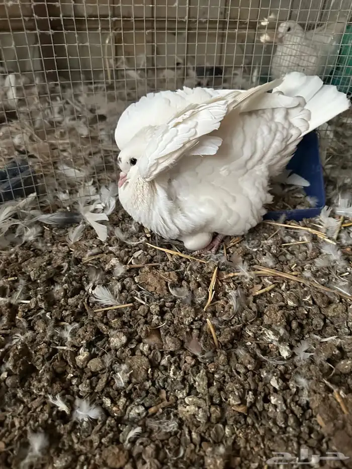 حمام منتج شرط 2